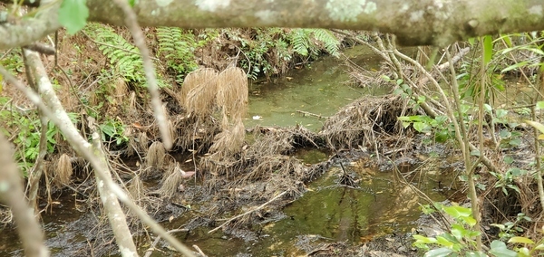 Drainage ditch upstream, Candleglow Trail, Little River 2024-04-16, 16:04:34, 30.8611980, -83.3630140