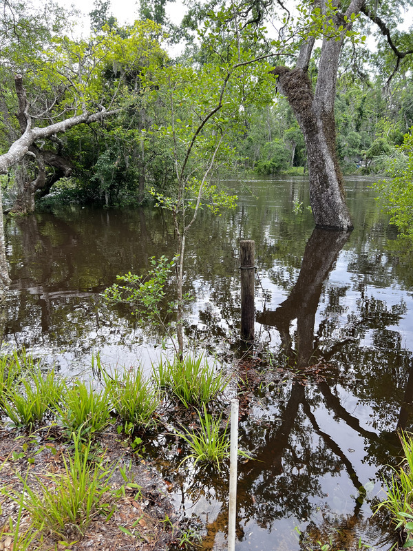 Other, Holly Point, Withlacoochee River, 2024-04-17