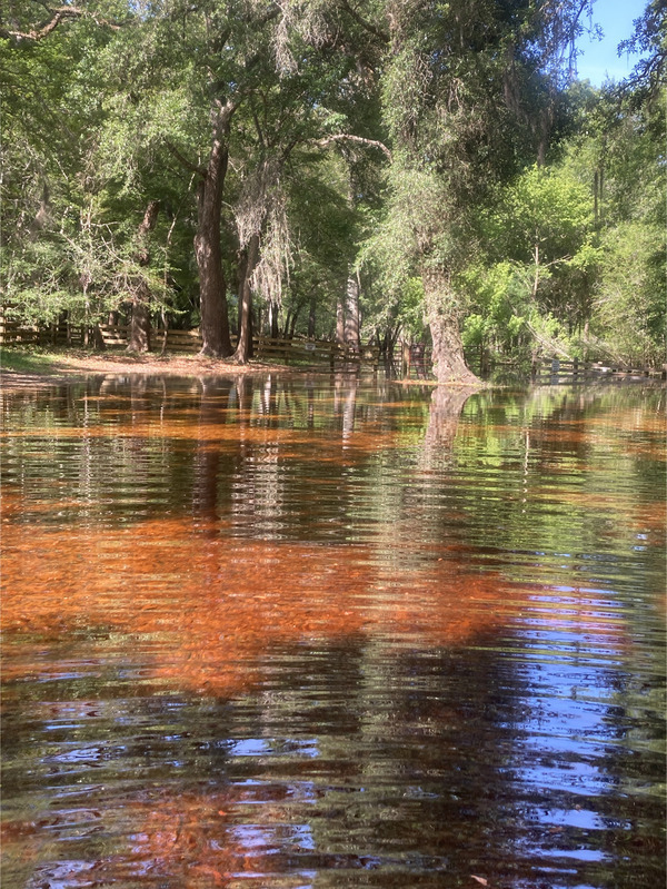 Point Park other, Ichetucknee River @ SW Riverside Ave. 2024-04-16