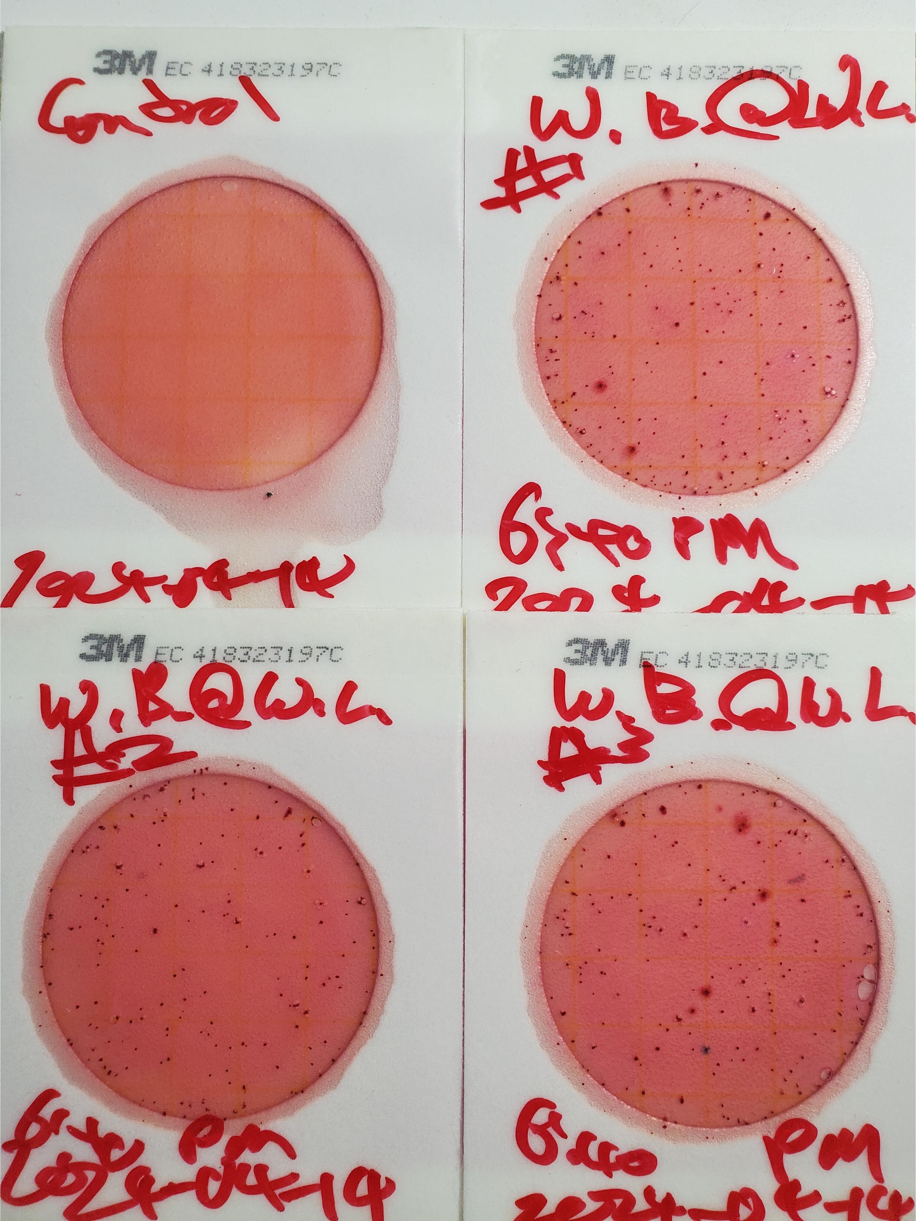 Plates, Wetherington Branch, 2024-04-14