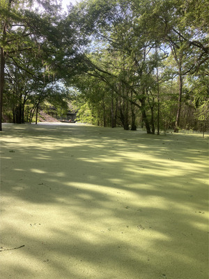 [William Guy Lemmons Memorial Park Ramp other, Santa Fe River @ US 129 2024-04-16]