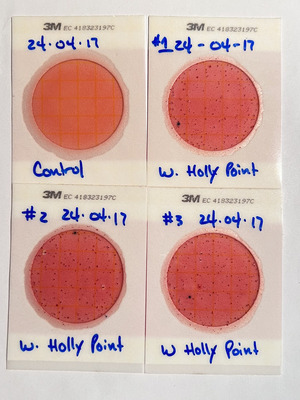 [Plates, Holly Point, Withlacoochee River, 2024-04-17]