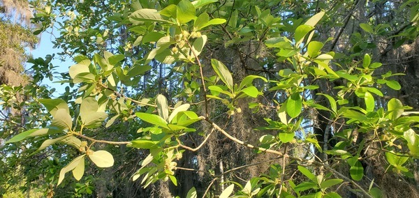 Blooming tupelo tree