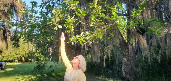 Those tupelo blooms, says Shirley