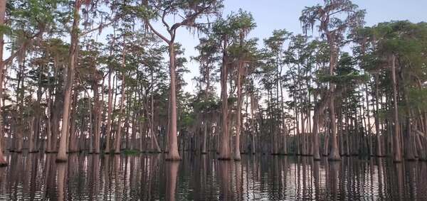 Movie: Bats in the cypress trees (20M)