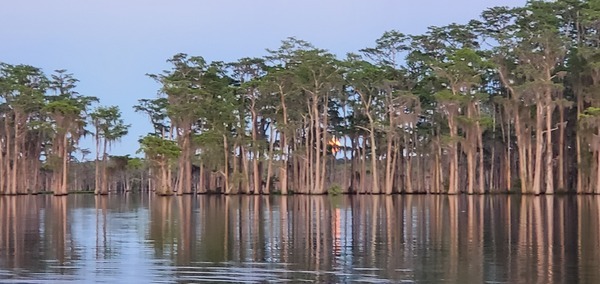 Full Pink Moon in the cypress trees