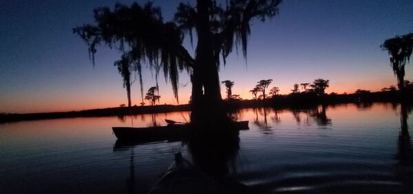 [Movie: Bats in the split tree and flying in the sunset with the risen moon (79M)]