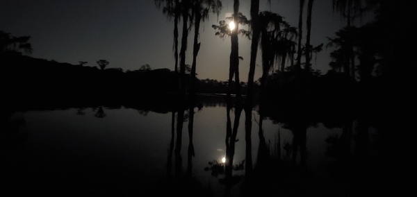 [Full moon caught in cypress trees]