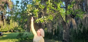 [Those tupelo blooms, says Shirley]