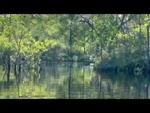 [Movie: Heading upstream --Shirley Kokidko, 10:39:23, 30.6820444, -82.5598 (575K)]