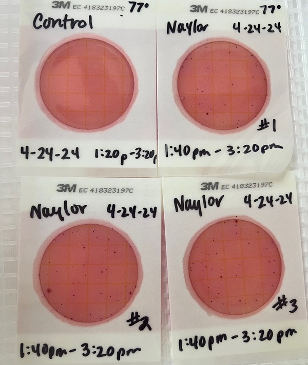 [Plates, Naylor Park Beach 2024-04-24]