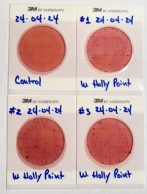 Plates, Holly Point 2024-04-25