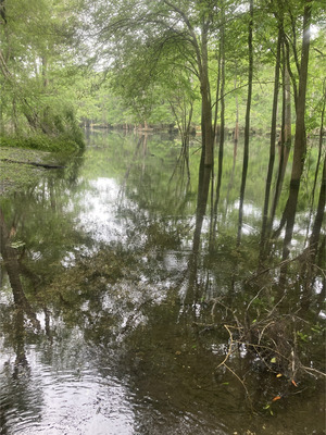 [Point Park other, Ichetucknee River @ SW Riverside Ave. 2024-05-15]