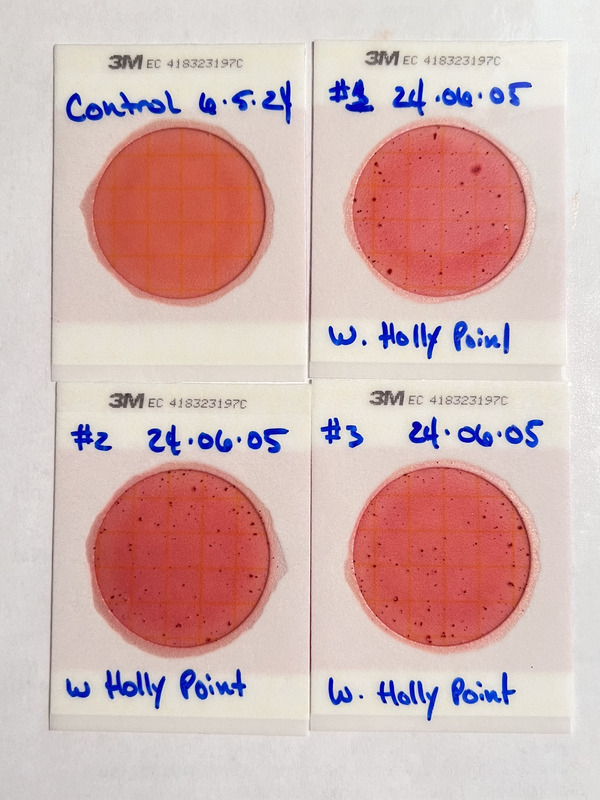 Plates, Holly Point 2024-06-05