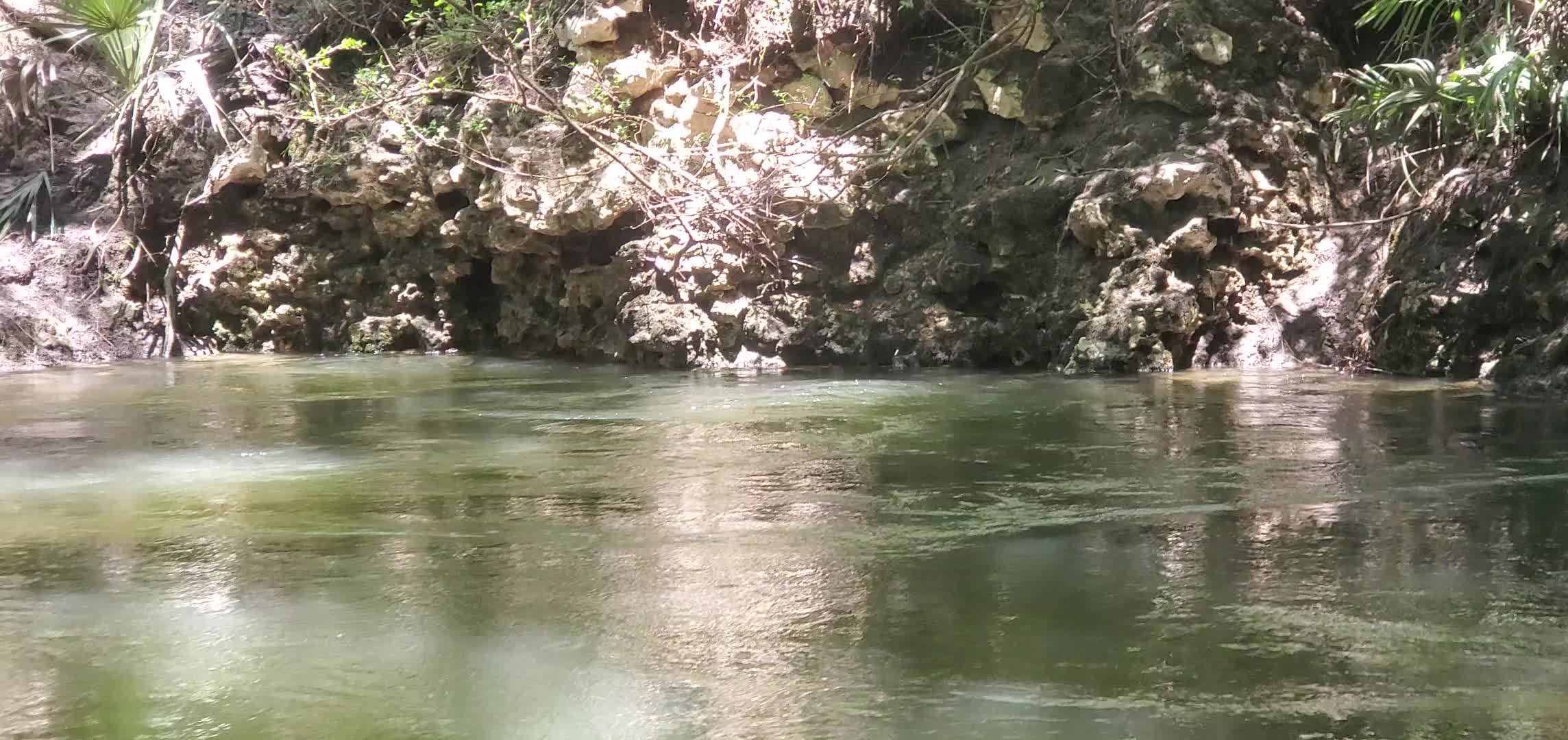 Movie: Water bubbling up out of Hardee Spring, also known as Rosseter Spring, 12:19:26, 30.5446254, -83.2500779 (19M)