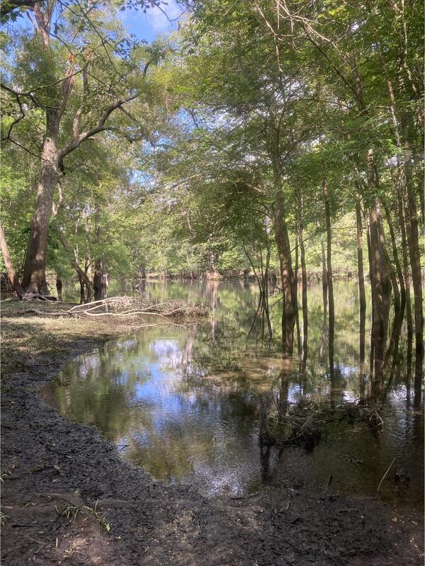 Point Park other, Ichetucknee River @ SW Riverside Ave. 2024-06-13