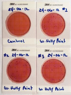 [Plates, Holly Point 2024-06-13]