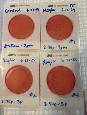 [Plates, Naylor Park Beach 2024-06-13]