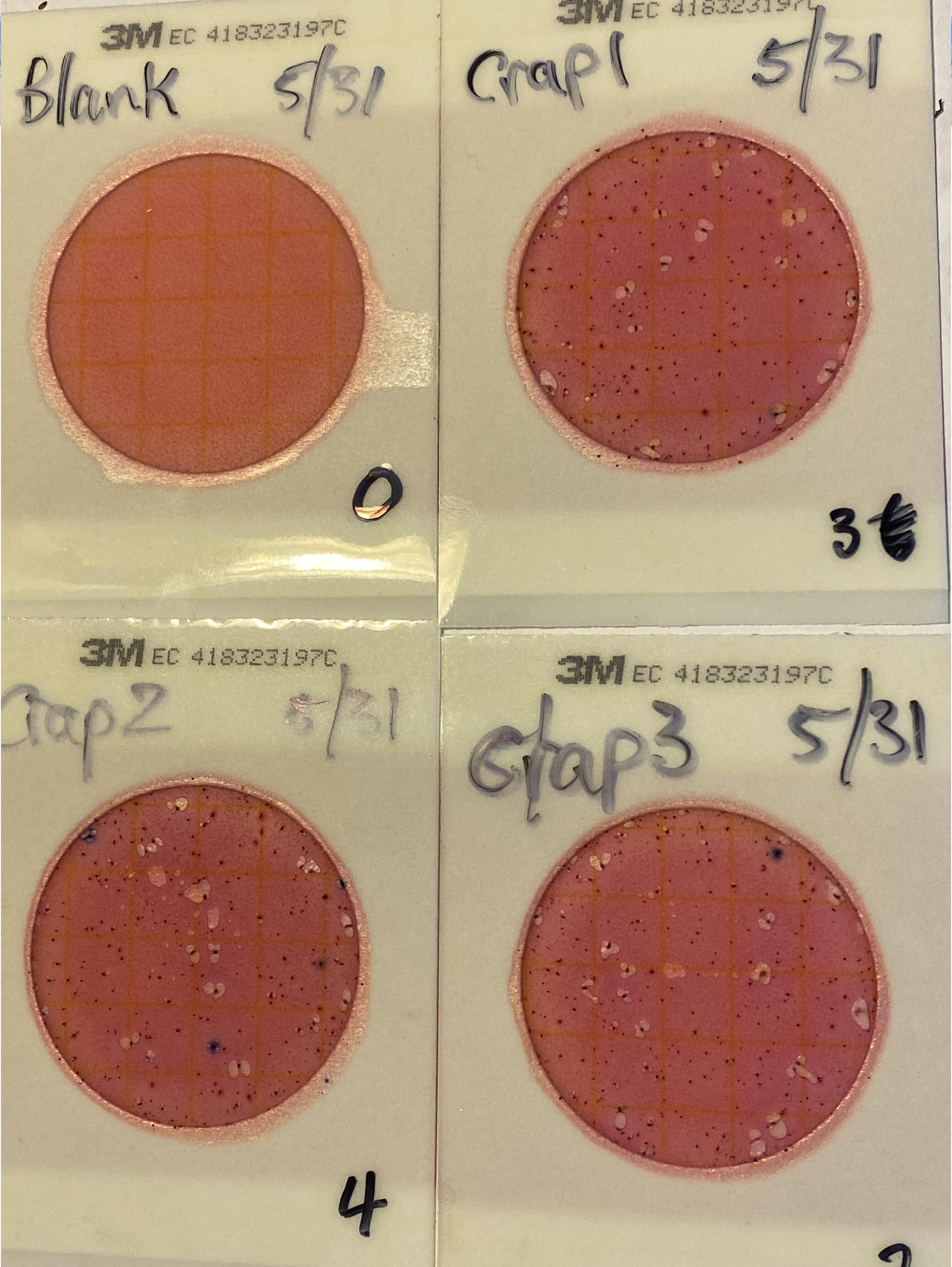 Plates, Alapaha WWTP Outflow 2024-05-31