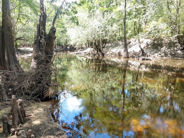 [Withlacoochee River @ Langdale Park 2024-06-27]