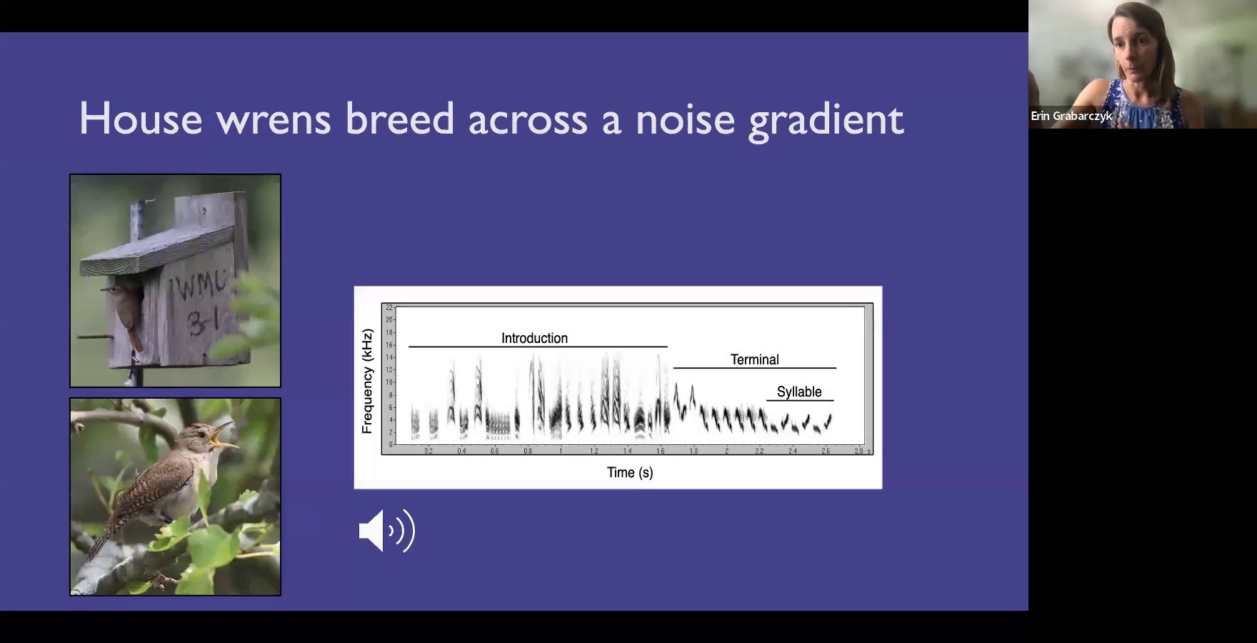 House wrens breed across a noise gradient