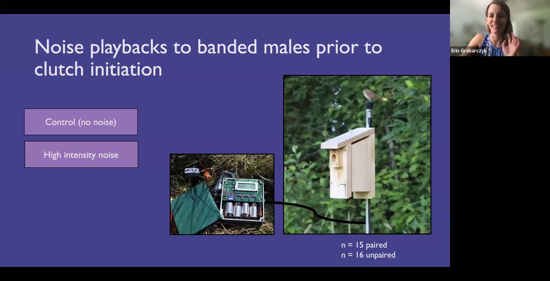 Noise playbacks to banded males prior to clutch initiation