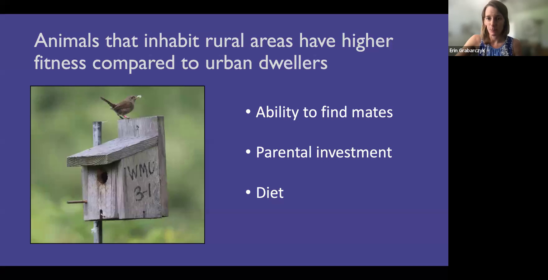 Animals that inhabit rural areas have higher fitness compared to urban dwellers