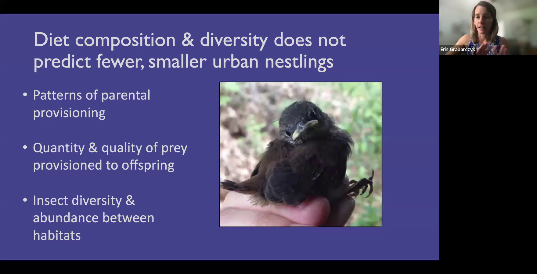 Diet composition & diversity does not predict fewer, smaller urban nestlings