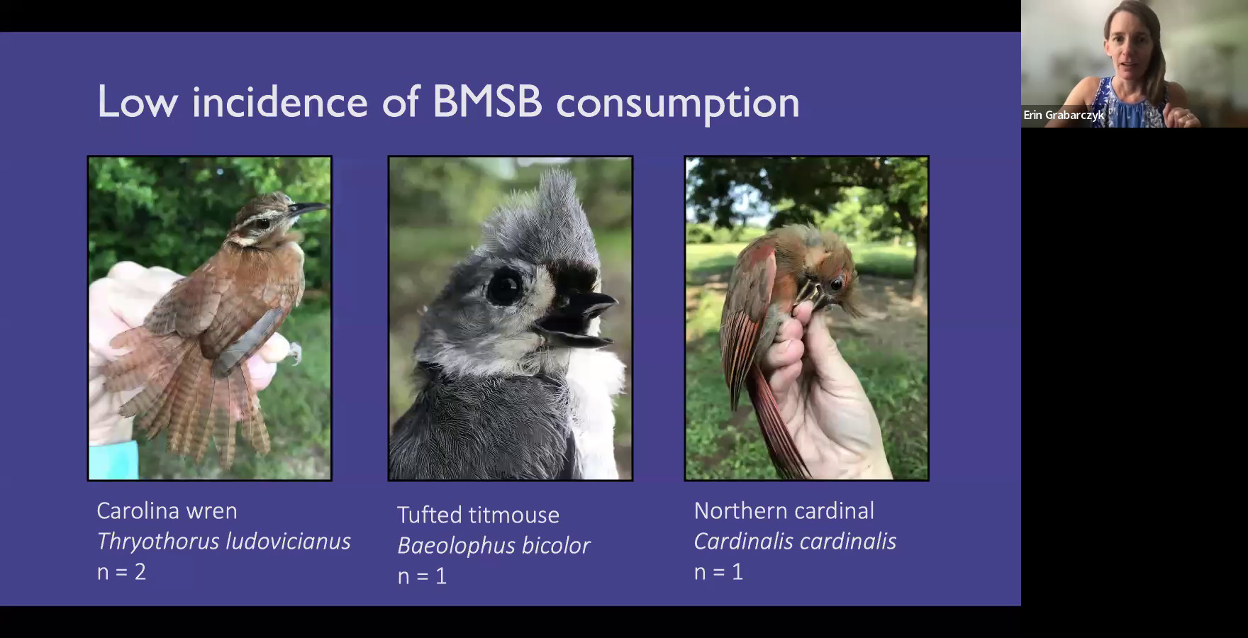 Low incidence of BMSB consumption: Carolina wren, Tufted titmouse, Northern cardinal