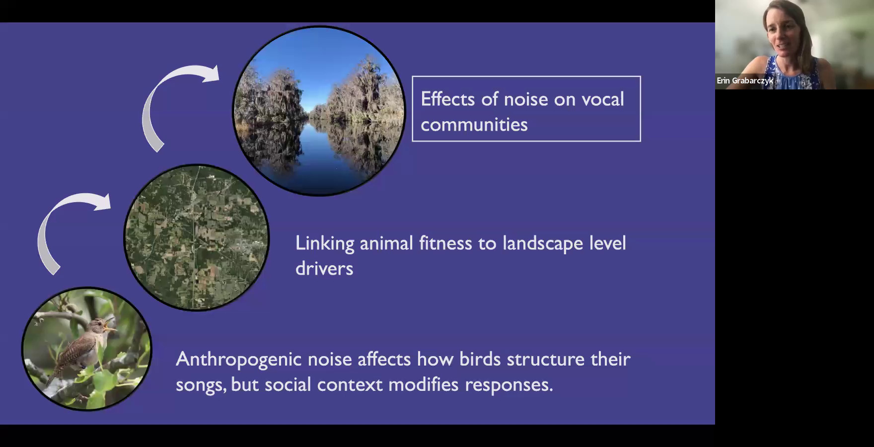 Effects of noise on vocal communities