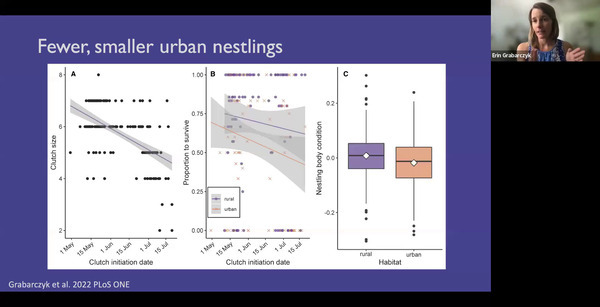 Fewer, smaller urban nestlings