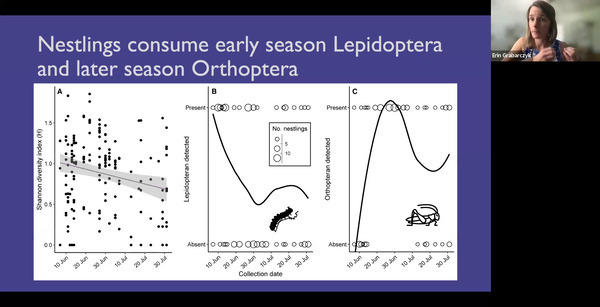 Nestlings consume early season Lepidoptera and later season Orthoptera