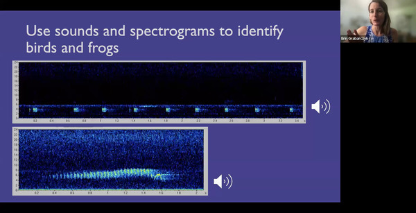 Use sounds and spectrograms to identify birds and frogs