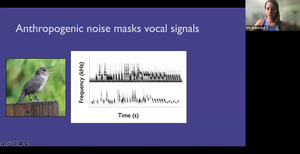 [Anthropogenic noise masks vocal signals]