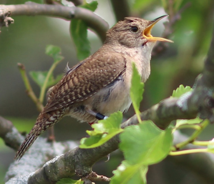 Bird singing