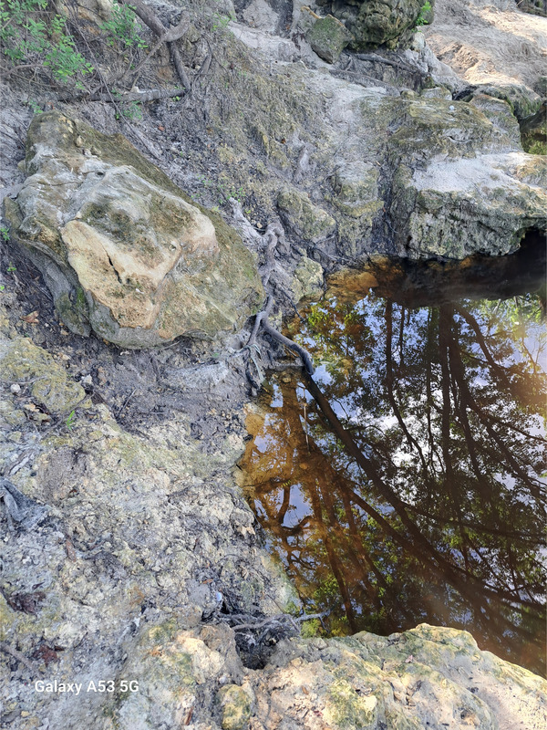 Rock, Anderson Spring, Suwannee River 2024-07-06