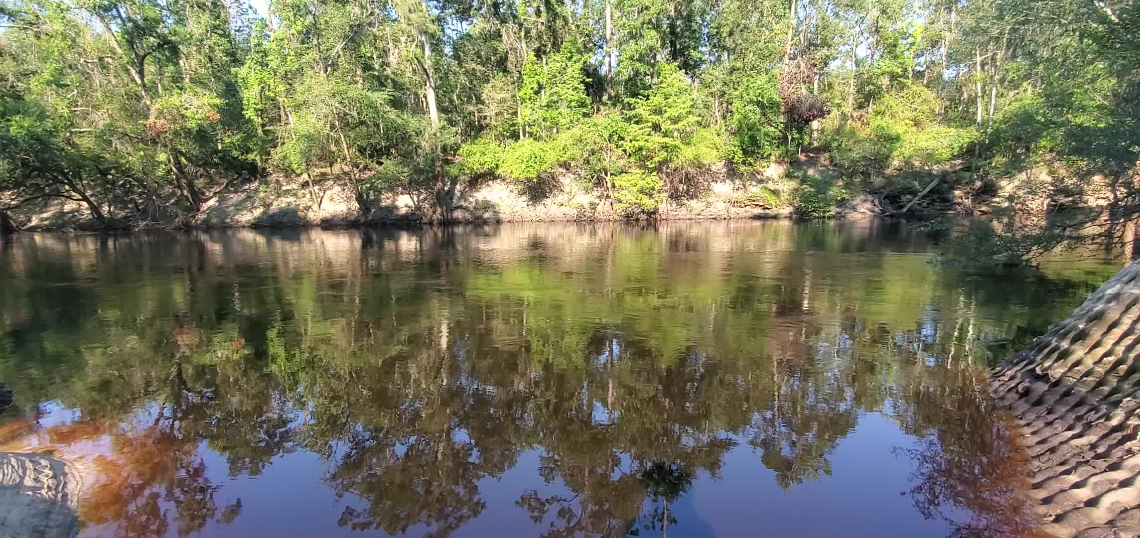 Movie: Alapaha River moving fast at Sasser Landing Ramp, 2024:07:13 09:08:44, 30.6008137, -83.0733024 (31M)