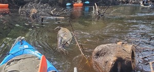 [Dead gator in river and Bird Chamberlain climbing back in boat, 2024:07:21 10:25:56]