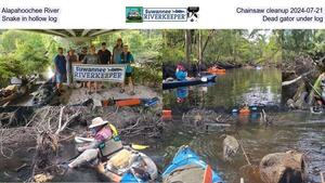 [Alapahoochee River, Chainsaw cleanup 2024-07-21, Snake in hollow log, Dead gator under log]