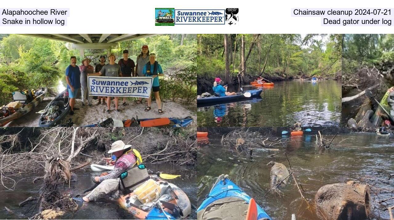 Alapahoochee River, Chainsaw cleanup 2024-07-21, Snake in hollow log, Dead gator under log