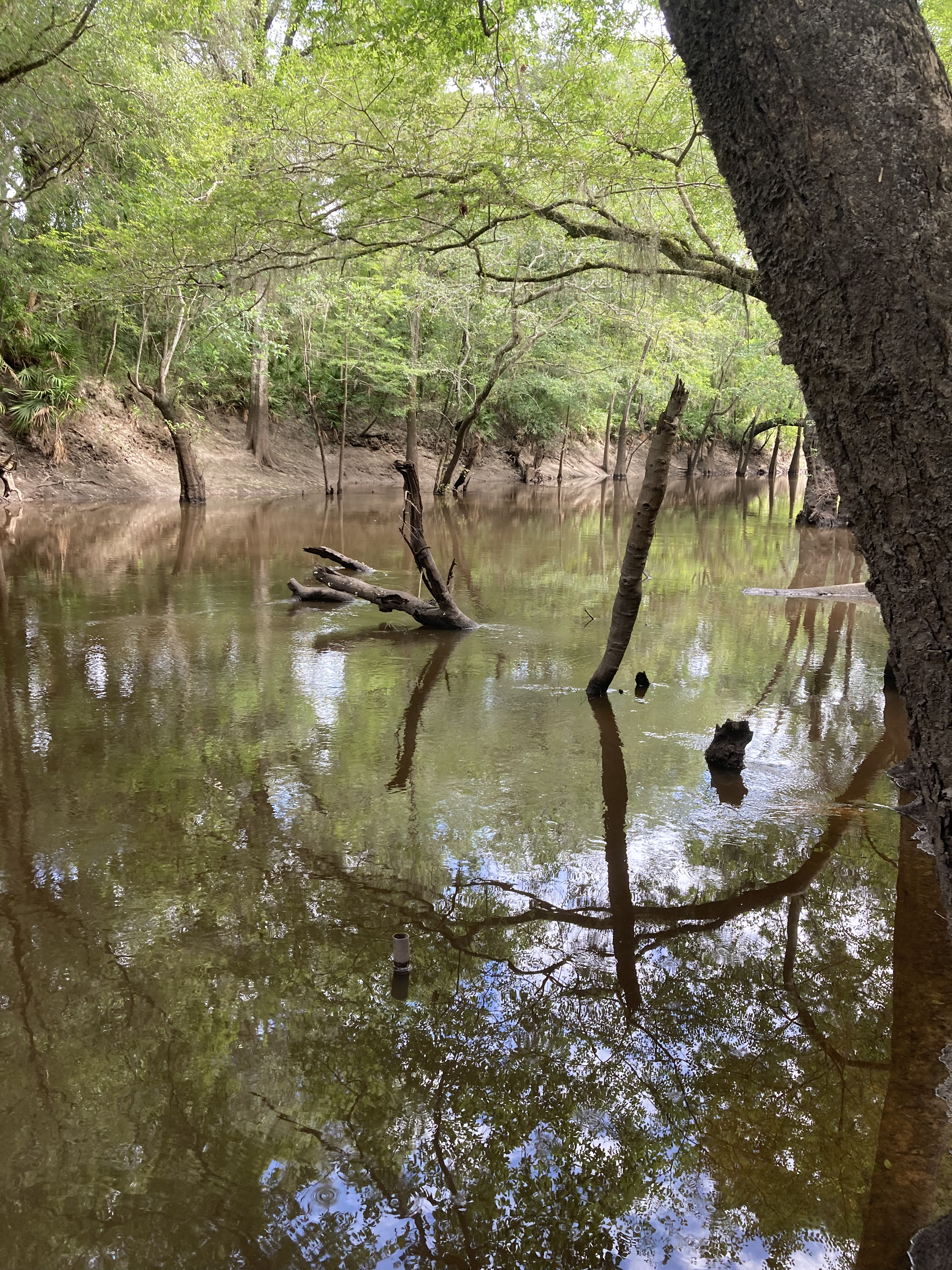 Staten Road other, Withlacoochee River @ Staten Road 2024-07-25