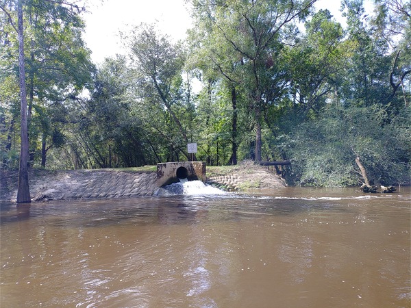 Treated outfall of Valdosta Withlacoochee Wastewater Treatment Plant --Phil Royce, 2024:07:27 10:55:45