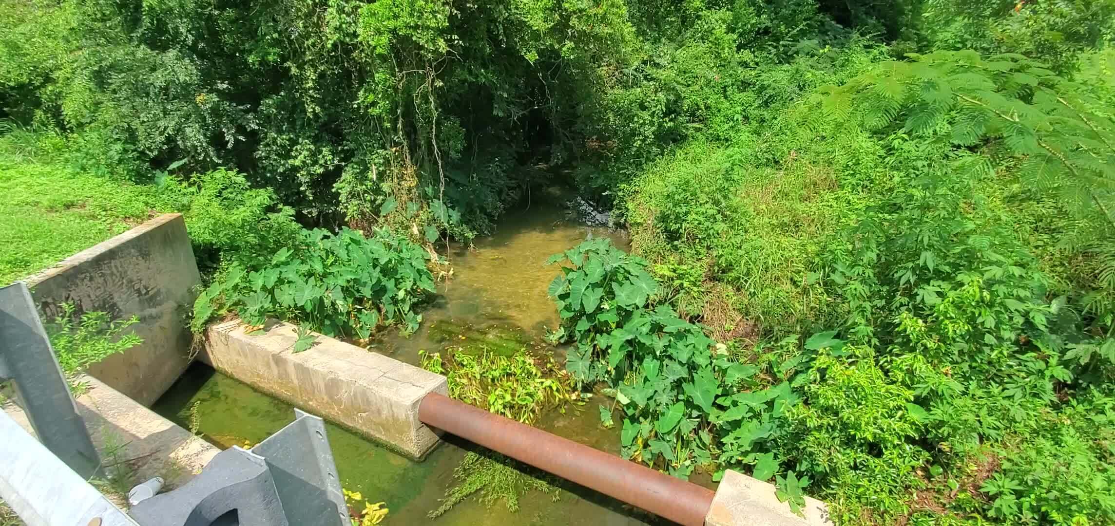 Movie: Two Mile Branch seen from Oak Street Bridge up to McKey Park, 2024:08:01 15:48:04, 30.8632360, -83.2921020 (91M)