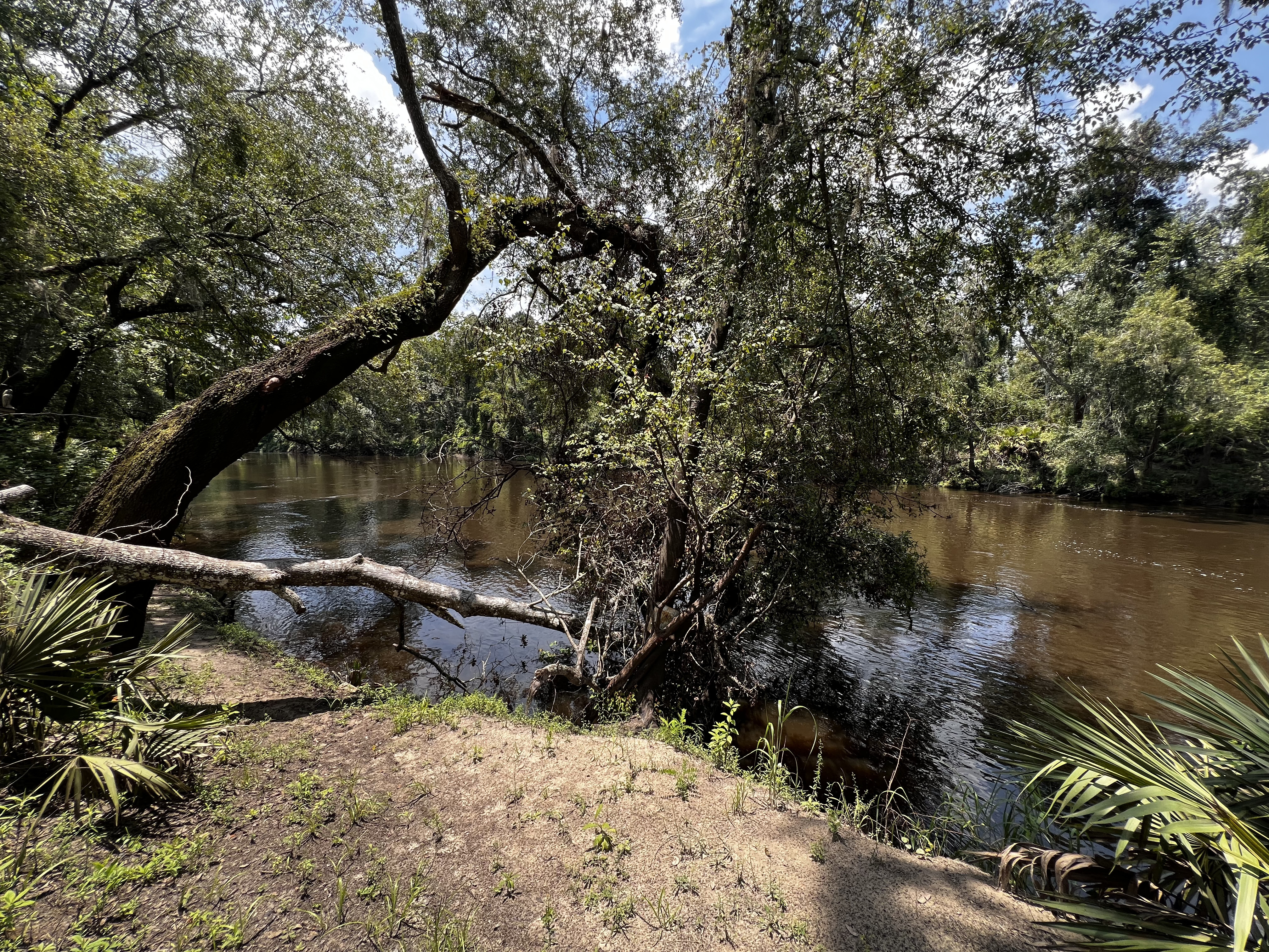 Holly Point, Withlacoochee River @ NE Withla Bluffs Way 2024-08-01