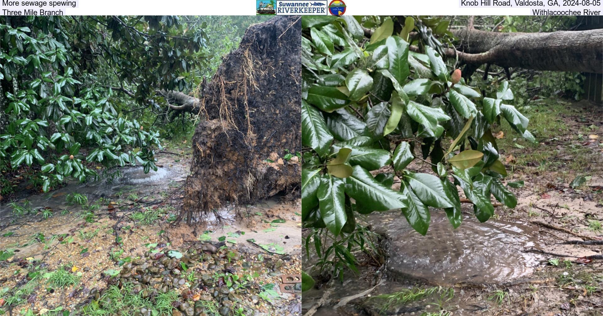 More sewage spewing, Knob Hill Road, Valdosta, GA, 2024-08-05, Three Mile Branch, Withlacoochee River