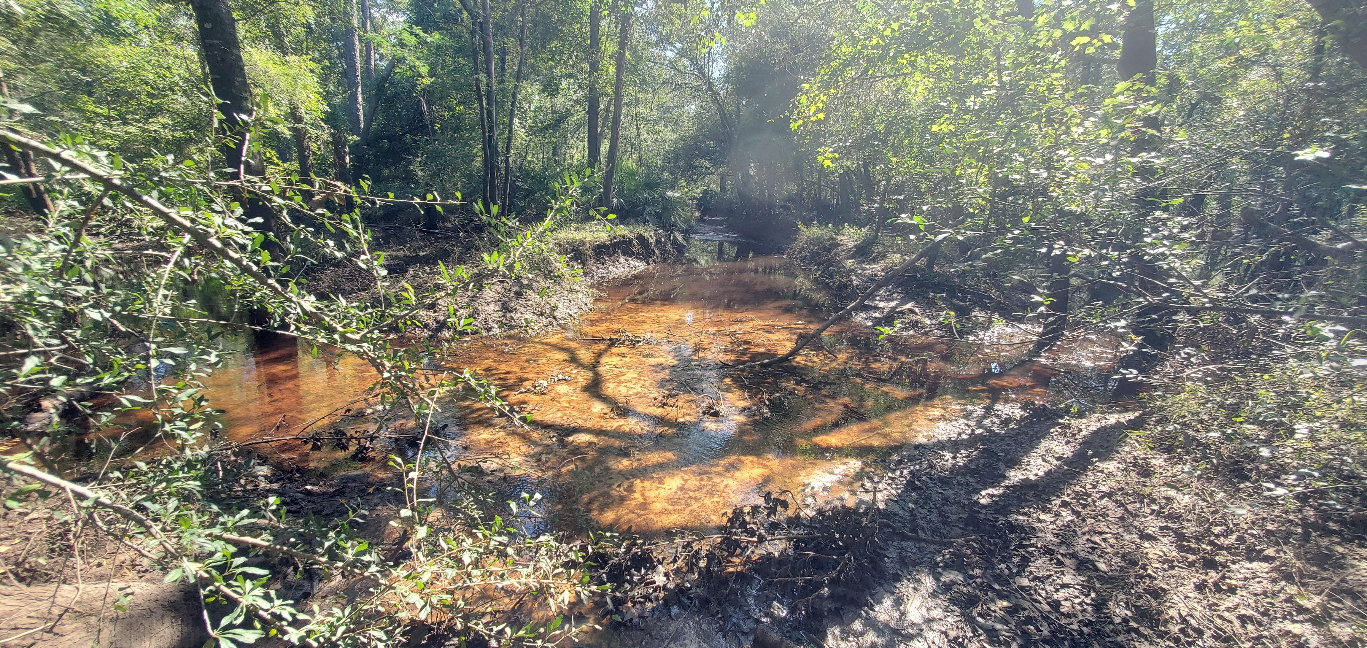 Context, Little River in path to Confluence, 16:41:52, 30.8502027, -83.3480197