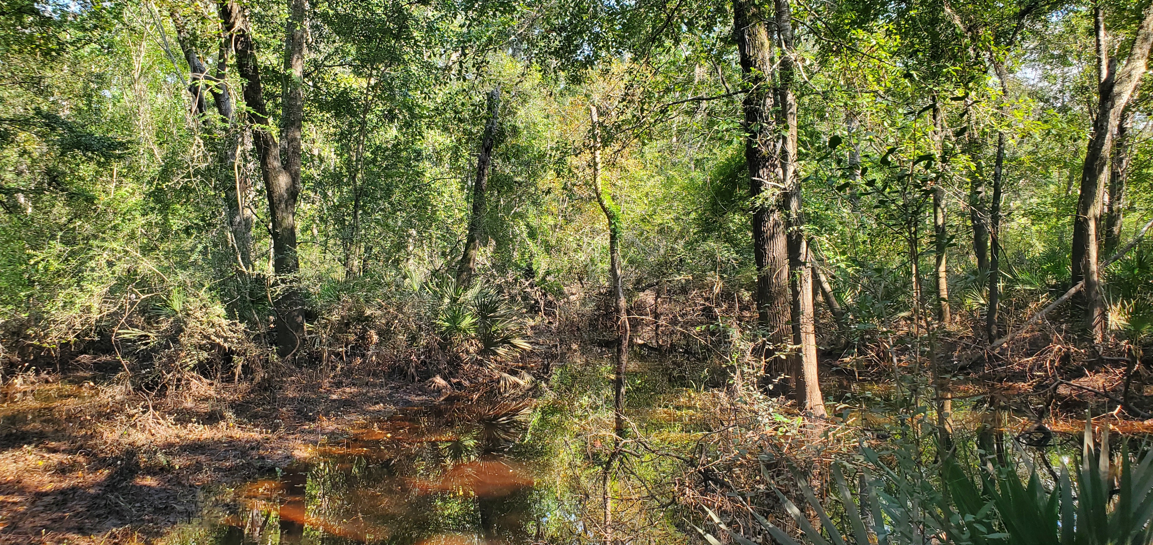 Fourth flooded place, still 120 feet from the Little River Confluence, 16:47:34, 30.8481071, -83.3478864