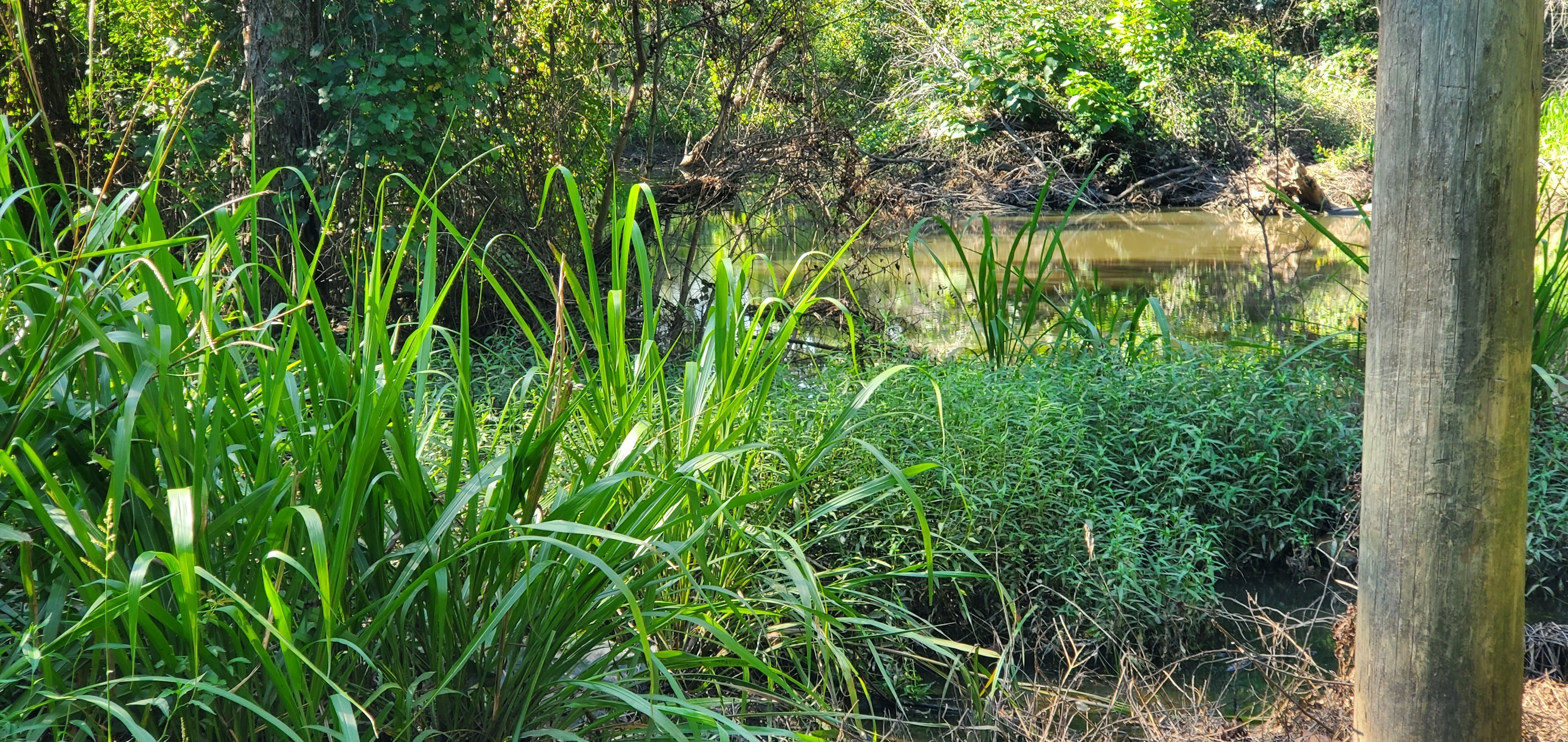 Sugar Creek downstream, 17:15:40, 30.8623167, -83.3186563