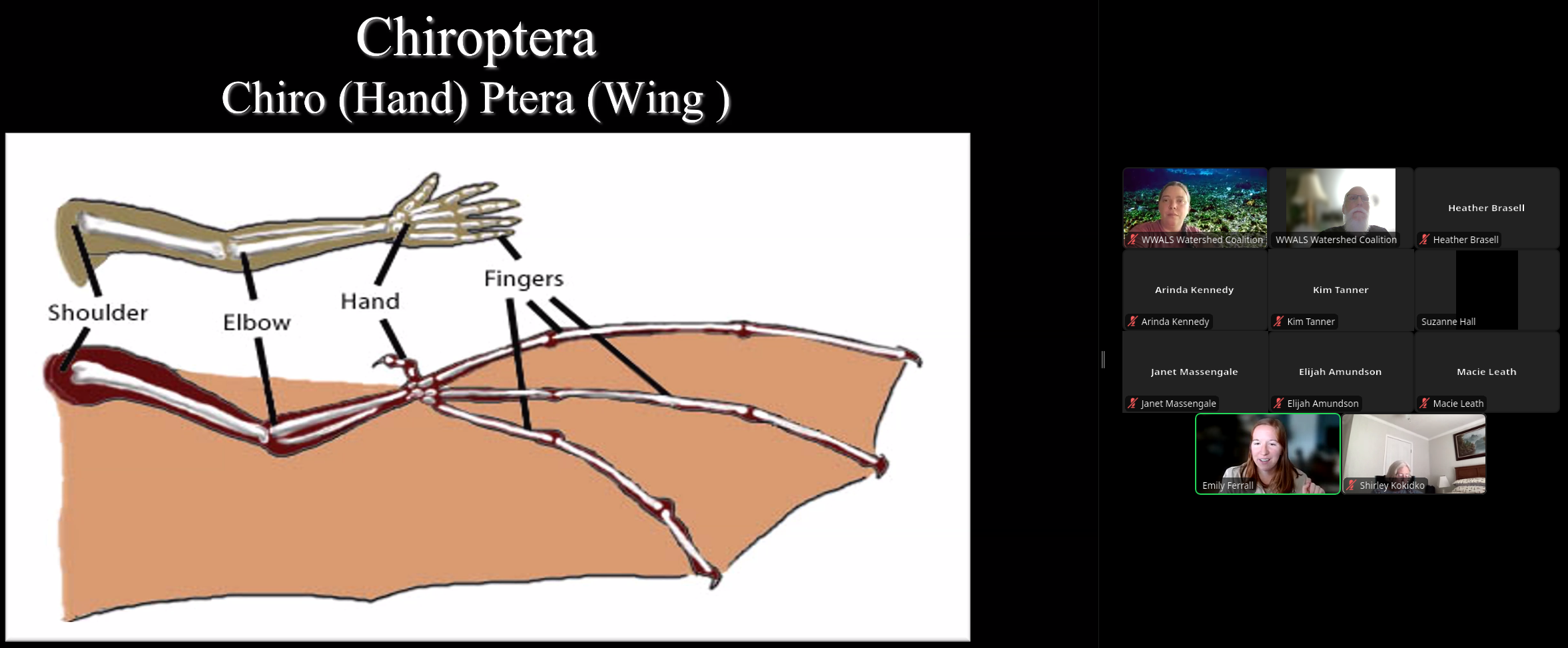 Chiroptera with audience