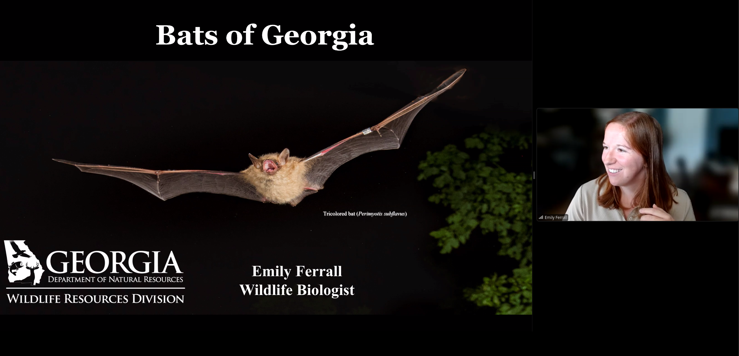 Movie: Bats of Georgia --Emily Ferrall, GA-DNR, A WWALS Webinar 2024-08-15 (793M)